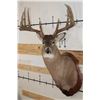 Image 1 : 12-Point WHITETAIL DEER Shoulder Mount with Reproduction Antlers after "The Brinegar Buck"