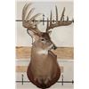 Image 3 : 12-Point WHITETAIL DEER Shoulder Mount with Reproduction Antlers after "The Brinegar Buck"