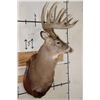 Image 4 : 12-Point WHITETAIL DEER Shoulder Mount with Reproduction Antlers after "The Brinegar Buck"