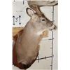 Image 5 : 12-Point WHITETAIL DEER Shoulder Mount with Reproduction Antlers after "The Brinegar Buck"