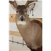 Image 6 : 12-Point WHITETAIL DEER Shoulder Mount with Reproduction Antlers after "The Brinegar Buck"