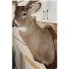 Image 7 : 12-Point WHITETAIL DEER Shoulder Mount with Reproduction Antlers after "The Brinegar Buck"