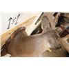Image 9 : 12-Point WHITETAIL DEER Shoulder Mount with Reproduction Antlers after "The Brinegar Buck"