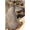 Image 11 : 29-Point WHITETAIL Deer Shoulder Mount with Reproduction Antlers after Keith Dahmer's Alberta Buck