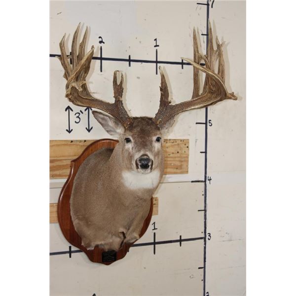 29-Point WHITETAIL Deer Shoulder Mount with Reproduction Antlers after Keith Dahmer's Alberta Buck