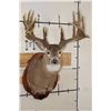 Image 1 : 29-Point WHITETAIL Deer Shoulder Mount with Reproduction Antlers after Keith Dahmer's Alberta Buck