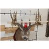 Image 2 : 29-Point WHITETAIL Deer Shoulder Mount with Reproduction Antlers after Keith Dahmer's Alberta Buck