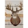 Image 3 : 29-Point WHITETAIL Deer Shoulder Mount with Reproduction Antlers after Keith Dahmer's Alberta Buck