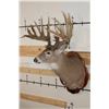 Image 4 : 29-Point WHITETAIL Deer Shoulder Mount with Reproduction Antlers after Keith Dahmer's Alberta Buck