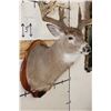 Image 6 : 29-Point WHITETAIL Deer Shoulder Mount with Reproduction Antlers after Keith Dahmer's Alberta Buck