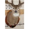 Image 7 : 29-Point WHITETAIL Deer Shoulder Mount with Reproduction Antlers after Keith Dahmer's Alberta Buck