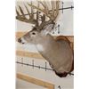 Image 8 : 29-Point WHITETAIL Deer Shoulder Mount with Reproduction Antlers after Keith Dahmer's Alberta Buck