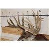 Image 9 : 29-Point WHITETAIL Deer Shoulder Mount with Reproduction Antlers after Keith Dahmer's Alberta Buck