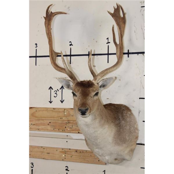 XL 17-Point FALLOW DEER Shoulder Mount
