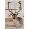 Image 1 : XL 17-Point FALLOW DEER Shoulder Mount