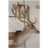 Image 2 : XL 17-Point FALLOW DEER Shoulder Mount