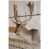 Image 3 : XL 17-Point FALLOW DEER Shoulder Mount