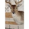 Image 5 : XL 17-Point FALLOW DEER Shoulder Mount
