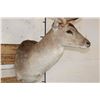Image 6 : XL 17-Point FALLOW DEER Shoulder Mount
