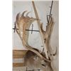 Image 7 : XL 17-Point FALLOW DEER Shoulder Mount