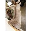 Image 8 : XL 17-Point FALLOW DEER Shoulder Mount