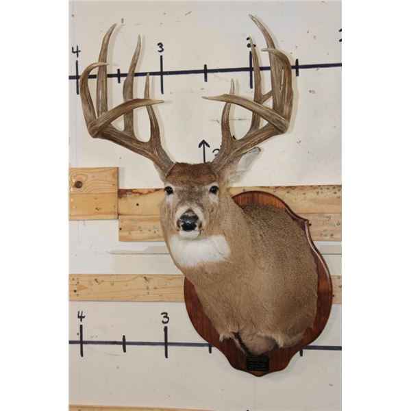 11-Point WHITETAIL DEER Shoulder Mount with Reproduction Antlers hunted by the Stang Brothers