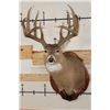 Image 1 : 11-Point WHITETAIL DEER Shoulder Mount with Reproduction Antlers hunted by the Stang Brothers