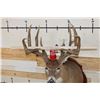 Image 2 : 11-Point WHITETAIL DEER Shoulder Mount with Reproduction Antlers hunted by the Stang Brothers