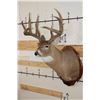 Image 3 : 11-Point WHITETAIL DEER Shoulder Mount with Reproduction Antlers hunted by the Stang Brothers