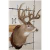Image 4 : 11-Point WHITETAIL DEER Shoulder Mount with Reproduction Antlers hunted by the Stang Brothers