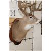 Image 5 : 11-Point WHITETAIL DEER Shoulder Mount with Reproduction Antlers hunted by the Stang Brothers