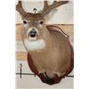 Image 6 : 11-Point WHITETAIL DEER Shoulder Mount with Reproduction Antlers hunted by the Stang Brothers