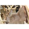 Image 10 : WHITETAIL DEER Shoulder Mount -"Missouri Monarch" Reproduction 42-Point Antlers