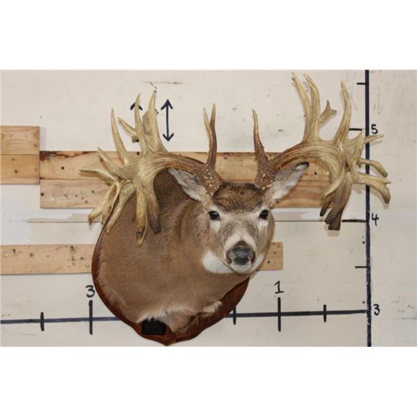 WHITETAIL DEER Shoulder Mount -"Missouri Monarch" Reproduction 42-Point Antlers
