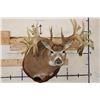 Image 1 : WHITETAIL DEER Shoulder Mount -"Missouri Monarch" Reproduction 42-Point Antlers