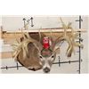 Image 2 : WHITETAIL DEER Shoulder Mount -"Missouri Monarch" Reproduction 42-Point Antlers