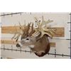 Image 4 : WHITETAIL DEER Shoulder Mount -"Missouri Monarch" Reproduction 42-Point Antlers