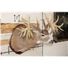 Image 5 : WHITETAIL DEER Shoulder Mount -"Missouri Monarch" Reproduction 42-Point Antlers