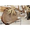 Image 6 : WHITETAIL DEER Shoulder Mount -"Missouri Monarch" Reproduction 42-Point Antlers
