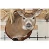 Image 7 : WHITETAIL DEER Shoulder Mount -"Missouri Monarch" Reproduction 42-Point Antlers