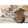 Image 8 : WHITETAIL DEER Shoulder Mount -"Missouri Monarch" Reproduction 42-Point Antlers