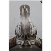 Image 10 : XL Texas LONGHORN Skull with Removable Horns