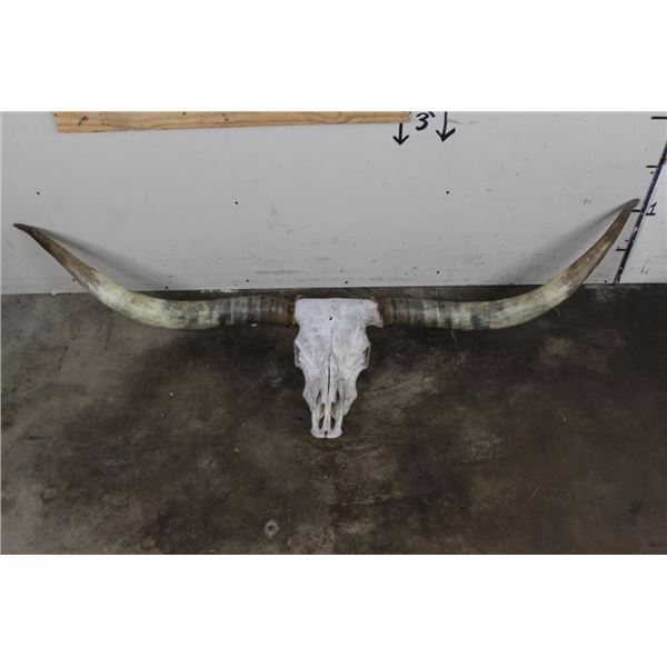XL Texas LONGHORN Skull with Removable Horns