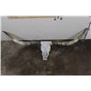 Image 1 : XL Texas LONGHORN Skull with Removable Horns