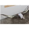 Image 3 : XL Texas LONGHORN Skull with Removable Horns