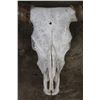 Image 4 : XL Texas LONGHORN Skull with Removable Horns