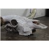 Image 5 : XL Texas LONGHORN Skull with Removable Horns