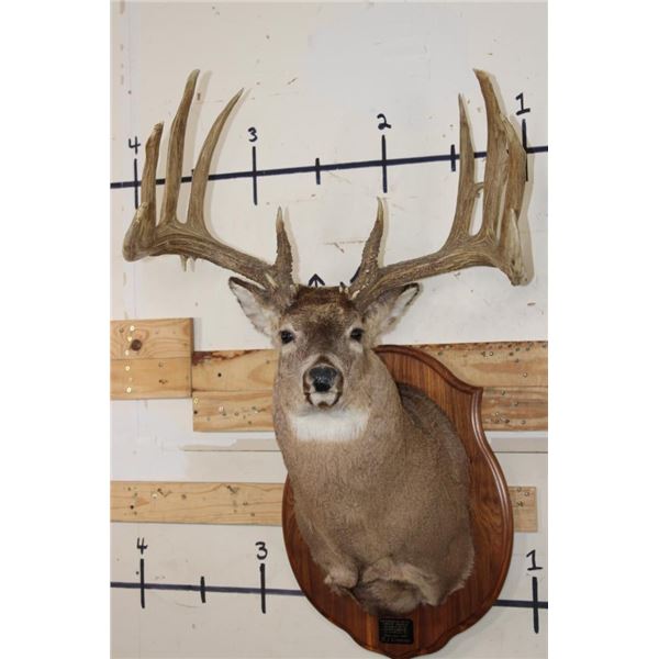 WHITETAIL DEER Shoulder Mount, Reproduction Antlers after John Breen's 1918 No. 7 Boone and Crockett