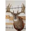 Image 1 : WHITETAIL DEER Shoulder Mount, Reproduction Antlers after John Breen's 1918 No. 7 Boone and Crockett