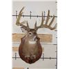 Image 2 : WHITETAIL DEER Shoulder Mount, Reproduction Antlers after John Breen's 1918 No. 7 Boone and Crockett